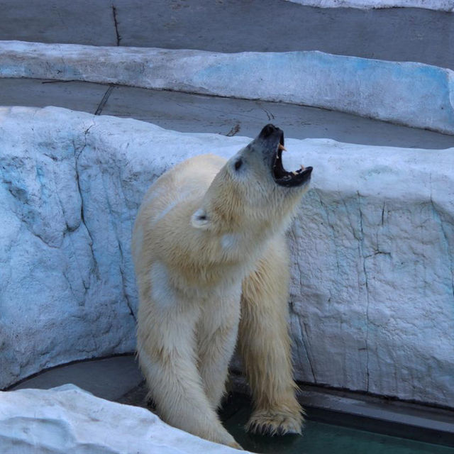 動物園系列（一）～上野動物園