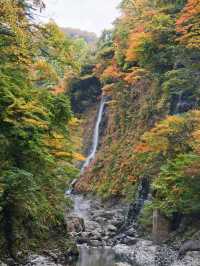 【秋田】橋の上から見る紅葉の景色は圧巻‼️東北トップクラスの紅葉スポット✨※攻略付き