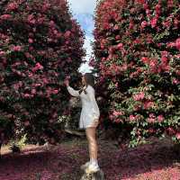 겨울 제주의 붉은 낭만, 동백수목원에서 만나는 동백꽃의 매력🌺