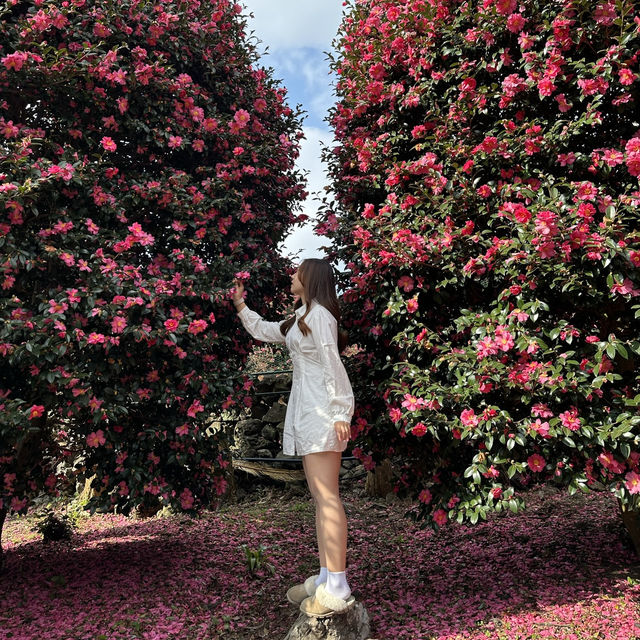 겨울 제주의 붉은 낭만, 동백수목원에서 만나는 동백꽃의 매력🌺
