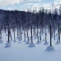 夢幻景觀的雪地