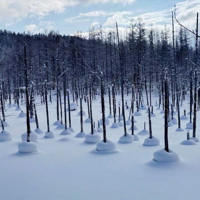夢幻景觀的雪地