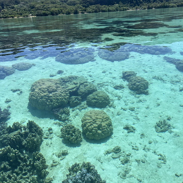 【タヒチ】モーレア島 ラグーンツアー