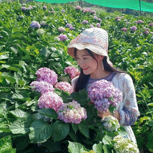 Hydrangea Cafe 🌸🏵