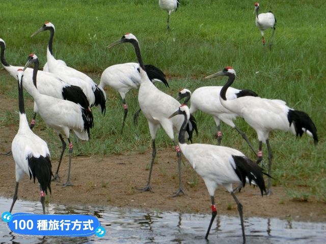丹頂鶴的故鄉：黑龍江齊齊哈爾-扎龍自然生態濕地