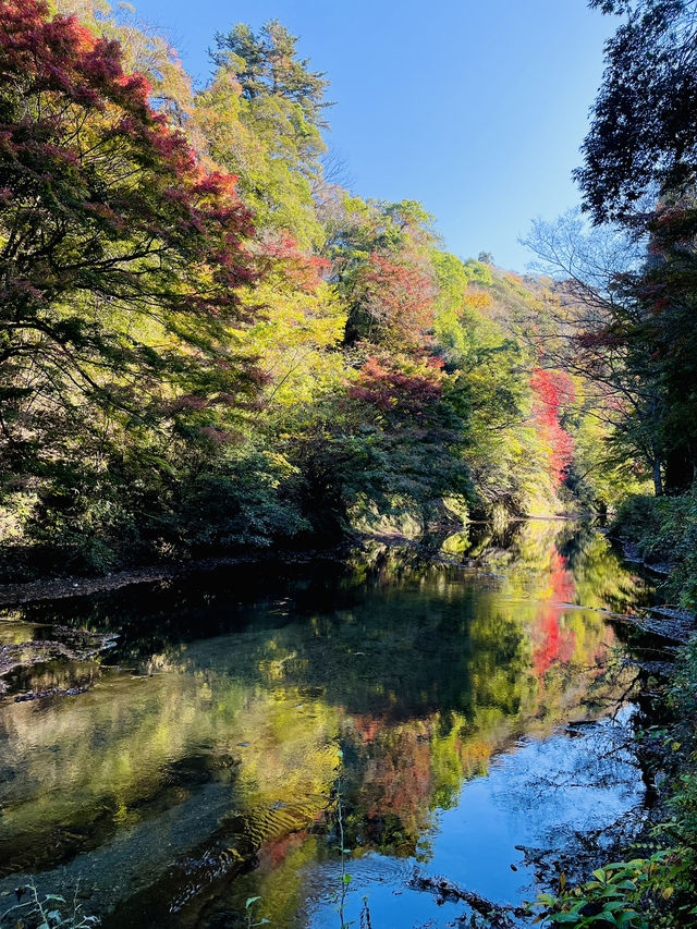 【千葉×紅葉🍁】水面に映し出される紅葉と湾曲した赤い橋