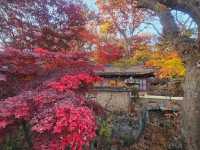 The magnificient autumn foliage at Gilsangsa