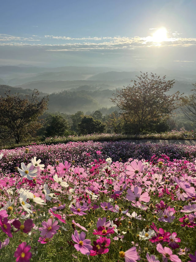 広島観光におすすめ☺️💐🌸百花繚乱🌼💐花の駅せら