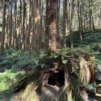 Explore the magical Alishan, Taiwan