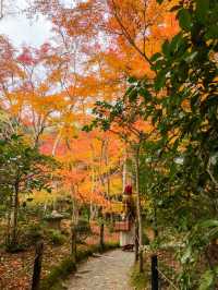 苔と紅葉が美しい草庵🥹🍁🌿京都・祇王寺🌿🍁