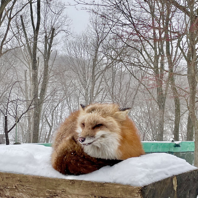 【日本宮城】藏王狐狸村🦊｜一定要在下雪天到狐狸村一次！