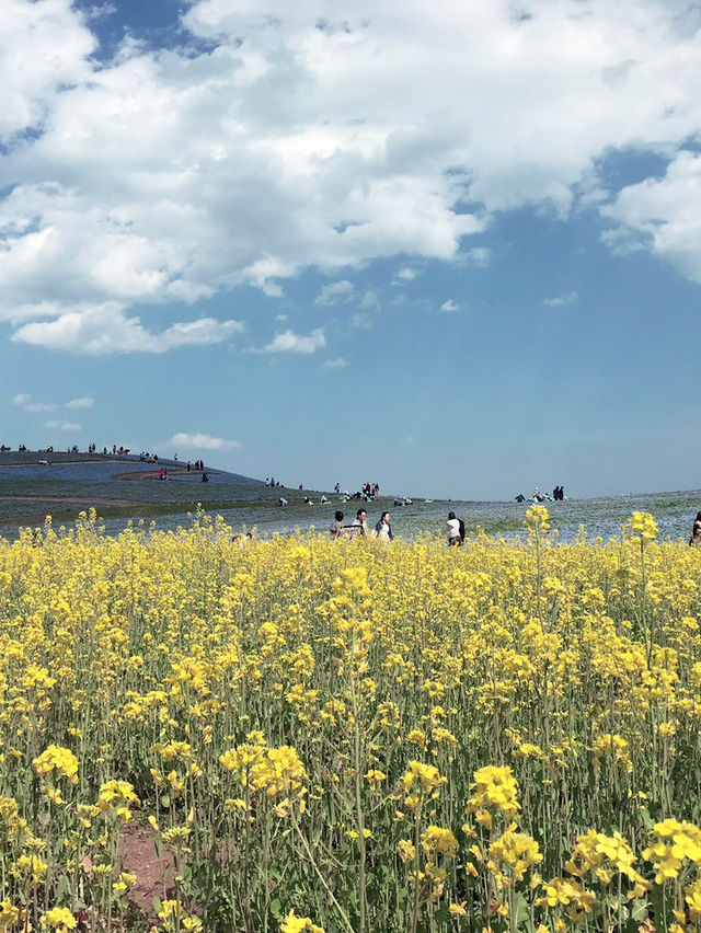 【茨城　国営ひたち海浜公園】