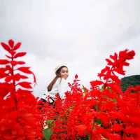 ถ่ายรูปสวย ที่ยิ่งยงสวนดอกไม้ จ.เชียงใหม่