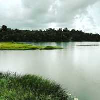 MacRitchie Reservoir Park