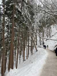 A Magical Encounter at Snow Monkey Park, Japan