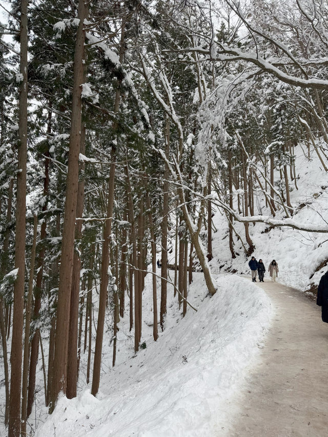 A Magical Encounter at Snow Monkey Park, Japan