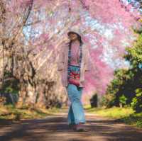 ตามล่าซากุระเมืองไทยที่ อุโมงค์ซากุระ กันค่า 🌸
