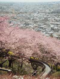 春を先取り🌸まつだ桜まつりで絶景のお花見 