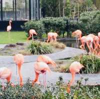 Antwerp Zoo: A Historical Wildlife Experience
