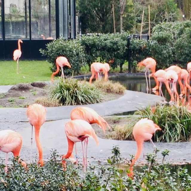 Antwerp Zoo: A Historical Wildlife Experience