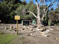 Caversham Wildlife Park