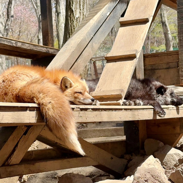 狐狸為伴的世界 - 宮城藏王狐狸村🦊