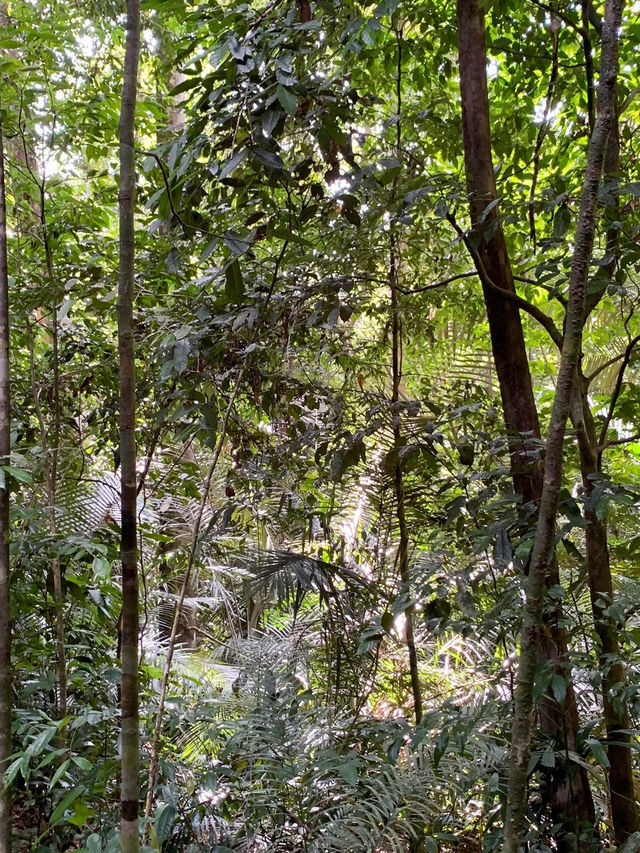 Exploring the Wild: My Adventure at Taman Negara National Park, Malaysia