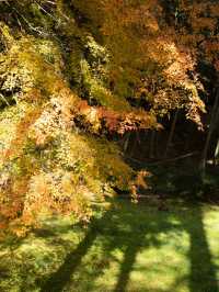 🍁✨ 秋の龍穏寺で静寂と紅葉美を堪能しよう ✨🍁