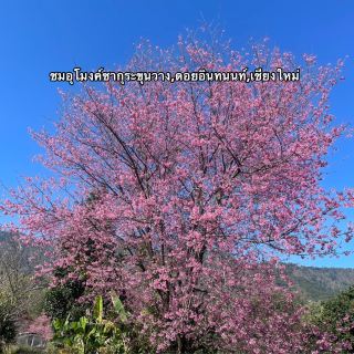 在坤旺欣賞櫻花 