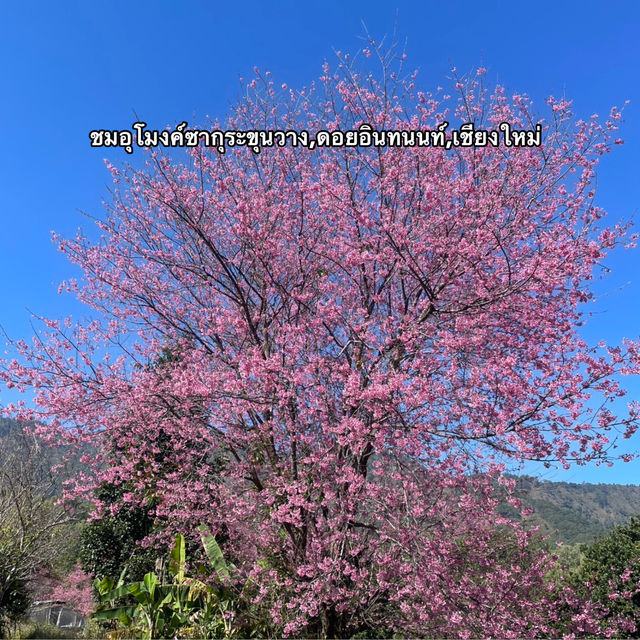 ชมซากุระ ที่ขุนวาง 