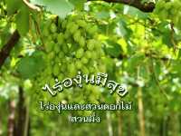 ไร่องุ่นมีสุข ที่เที่ยวสวนผึ้ง