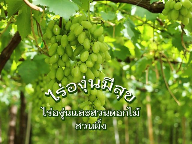 ไร่องุ่นมีสุข ที่เที่ยวสวนผึ้ง