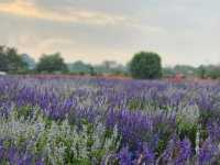 I Love Flower Farm