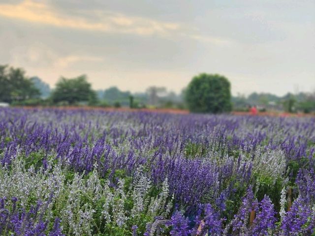 I Love Flower Farm