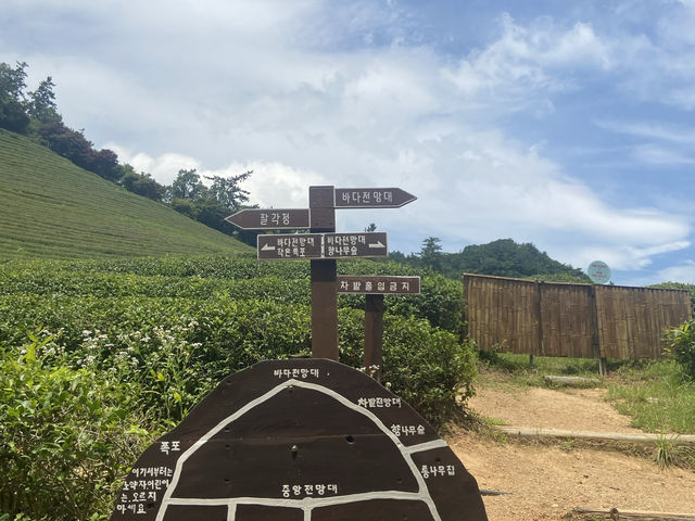 초록빛 힐링 여행✨ 보성 대한다원에서 인생샷 건졌어요!
