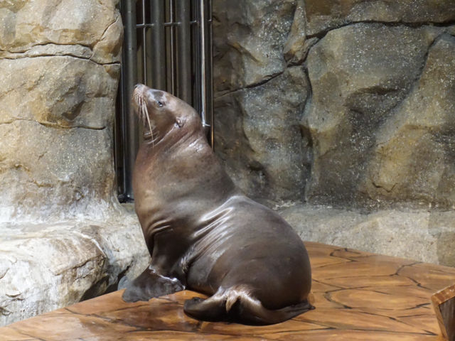 Swooping Over the Sea: Ocean Park's Best Moments