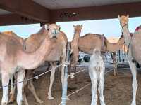 A visit to camel market in Al-Ain, Abu Dhabi