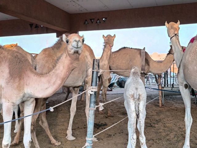 A visit to camel market in Al-Ain, Abu Dhabi