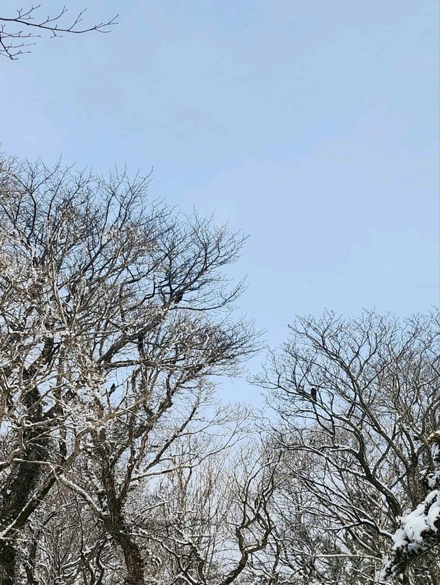 제주도에 눈이왔다면 여기로💙