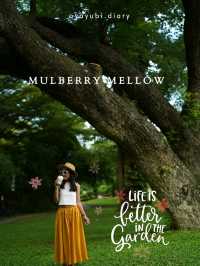 Mulberry Mellow 