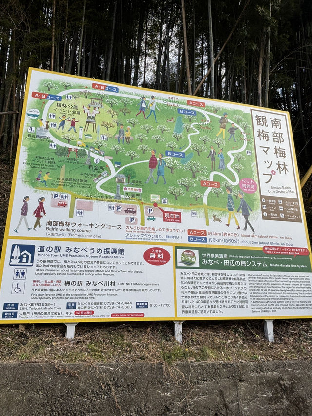 南部（みなべ）梅林へ今年初めての梅を見に❤️