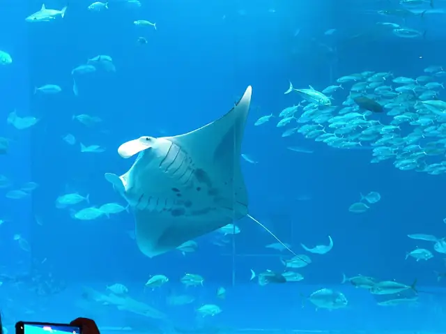 How I spent 1 day in Okinawa