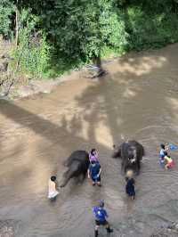 #Chang Mai elephant friends 來場跟大象近距離的接觸吧！