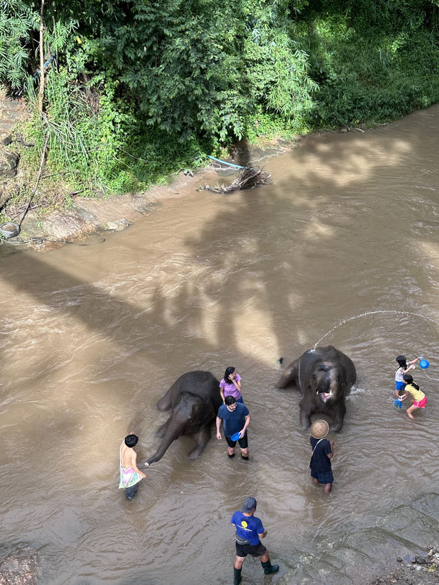 #Chang Mai elephant friends 來場跟大象近距離的接觸吧！