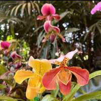 ～微微閃耀～查勒拉花園～