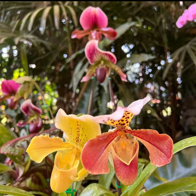 ～微微閃耀～查勒拉花園～