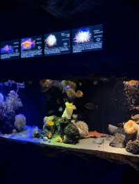 沼津港深海水族館：探索神秘深海世界的奇幻之旅！🐠#東京近郊