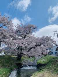 Kannonji River ซากุระริมน้ำสุดโรแมนติกแห่งฟุคุชิมะ