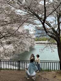 櫻花與生命的哲思 大阪城公園