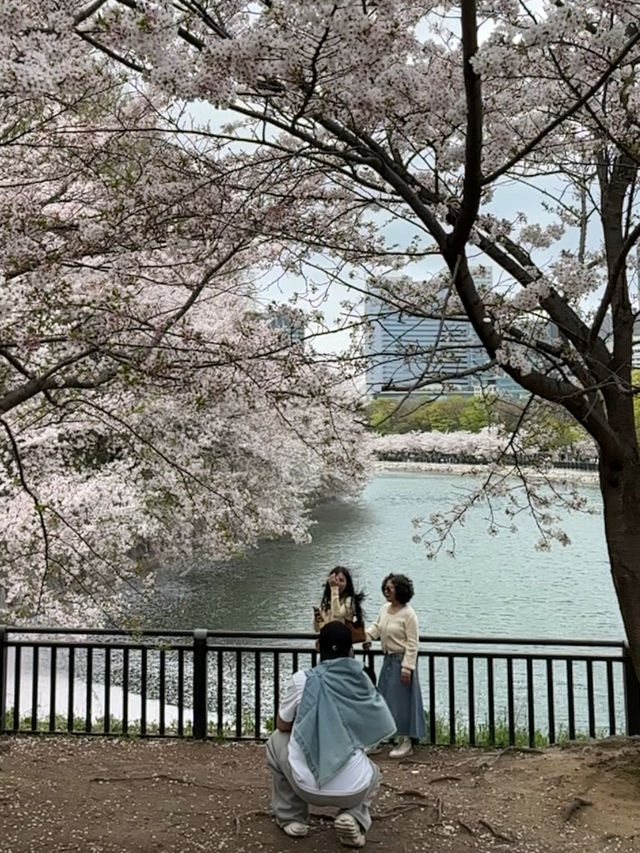 櫻花與生命的哲思 大阪城公園